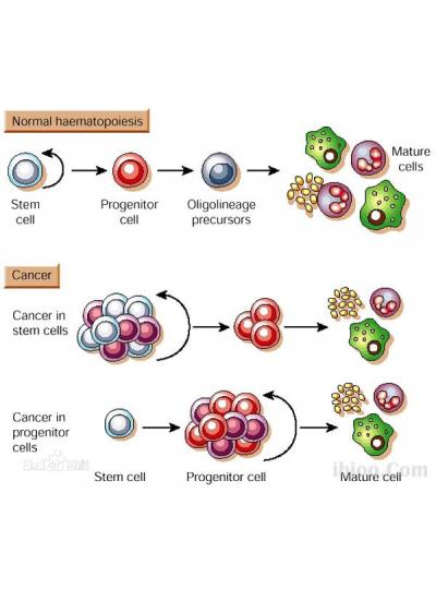 未來(lái)已來(lái)！干細(xì)胞療法在老年疾病治療方面的潛力正在逐步顯現(xiàn)！
